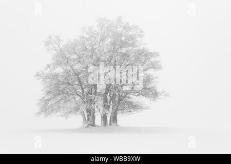 Gemeinsame Buche (Fagus sylvatica). Gruppe von Bäumen im dichten Nebel. Schweiz Stockfoto