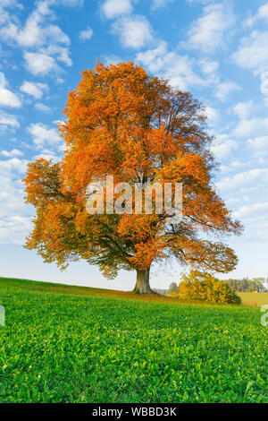 Linden (Tilia sp.). Einzelnen Baum im Herbst. Schweiz Stockfoto