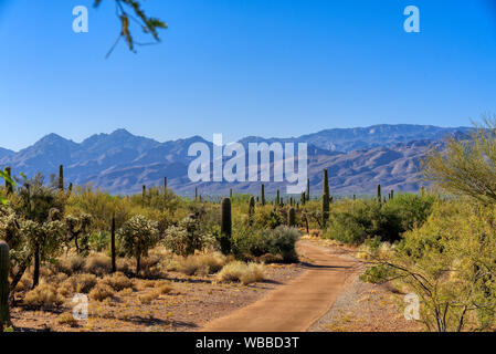 Wüste ökologie Trail im Saguaro National Park East District, Arizona Stockfoto
