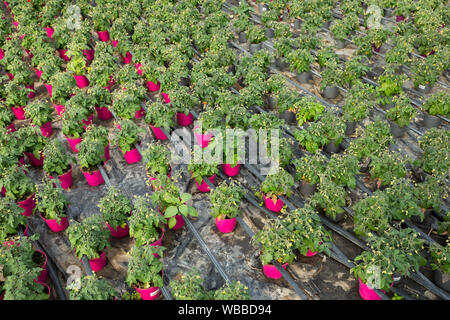 Frische grüne junge Tomaten Keimlinge mit gelben Blüten. Gewächshauspflanzen Stockfoto