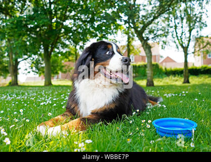 Große Berner Sennenhund liegend auf dem grünen Rasen mit weißen Blumen, blaue Wasser Schüssel neben ihm. Stockfoto
