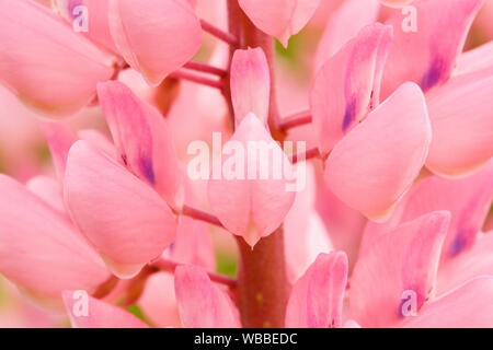 Garten Lupine (Lupinus polyphyllus), in der Nähe von Rosa Blüten. Schweiz Stockfoto