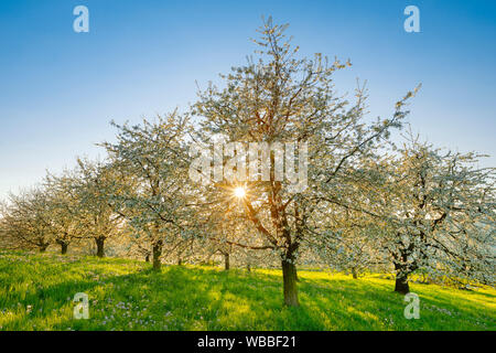 Blühende Kirschbäume (Prunus Avium) im Frühjahr. Schweiz Stockfoto