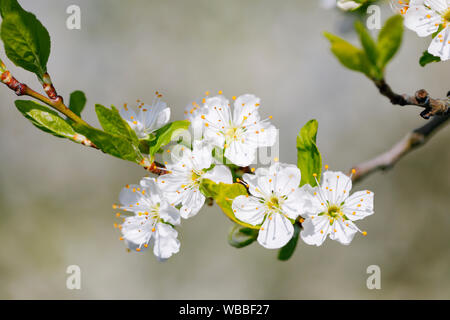 Wild Cherry, Süße Kirsche (Prunus Avium). Blühende Zweig im Frühjahr. Schweiz Stockfoto