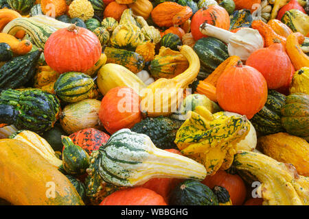 Kürbis (Cucurbita pepo). Mehrere Sorten. Schweiz Stockfoto