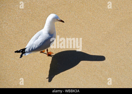 Silberne Möwe (Chroicocephalus novaehollandiae), Penguin Island, shoalwater Islands Marine Park, Western Australia, Australien Stockfoto