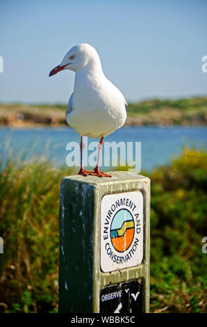 Silberne Möwe (Chroicocephalus novaehollandiae), Penguin Island, shoalwater Islands Marine Park, Western Australia, Australien Stockfoto