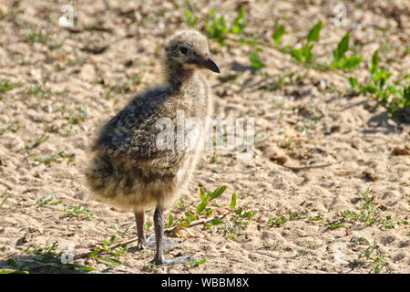 Silberne Möwe (Chroicocephalus novaehollandiae), Chick. Penguin Island, shoalwater Islands Marine Park, Western Australia, Australien Stockfoto