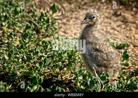 Silberne Möwe (Chroicocephalus novaehollandiae), Chick. Penguin Island, shoalwater Islands Marine Park, Western Australia, Australien Stockfoto