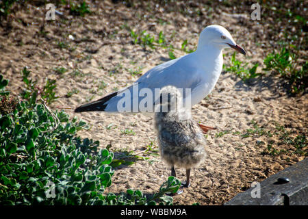 Silberne Möwe (Chroicocephalus novaehollandiae) und chick. Penguin Island, shoalwater Islands Marine Park, Western Australia, Australien Stockfoto