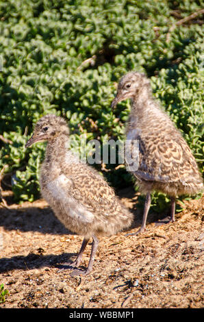 Silberne Möwen (Chroicocephalus novaehollandiae), zwei Küken, deren kryptische Färbung, die etwas Schutz gegen Raubtiere. Penguin Island, Shoalwat Stockfoto