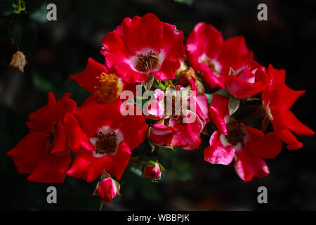 Rosa' unbeschwerten Geist' ist eine Floribunda Rose - eine ausgezeichnete Landschaft Anlage Stockfoto