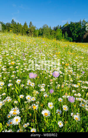 Blühende Wiese im Frühling. Zürich Oberland, Schweiz Stockfoto