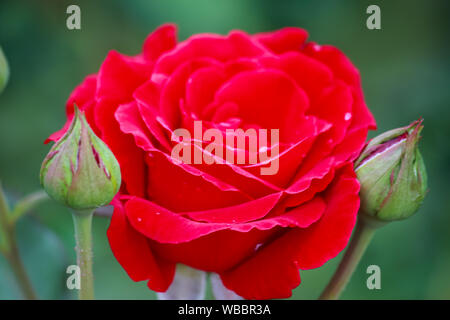 Rosa 'Don Juan' - grossblütige Kletterrose mit duftenden, Dunkelrot, doppelte Blüten Stockfoto