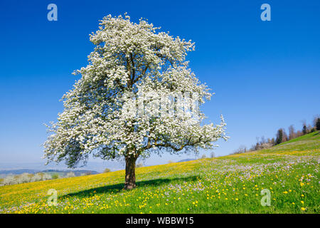 Birnbaum, Europäische Birne (Pyrus Communis). Blühende Bäume im Frühling. Schweiz Stockfoto