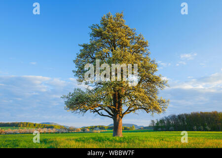 Birnbaum, Europäische Birne (Pyrus Communis). Blühende Bäume im Frühling. Schweiz Stockfoto