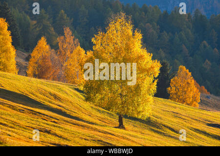 Birken im Herbst. Unterengadin, Schweiz Stockfoto