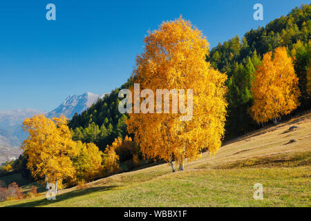 Birken im Herbst. Unterengadin, Schweiz Stockfoto