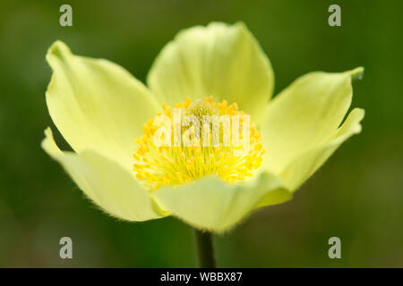 Alpine Küchenschelle (Pulsatilla alpina ssp. Apiifolia). Einzelne Blume. Schweiz Stockfoto
