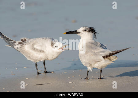 Zwei königliche Seeschwalben ein Gespräch am Strand in Florida Stockfoto