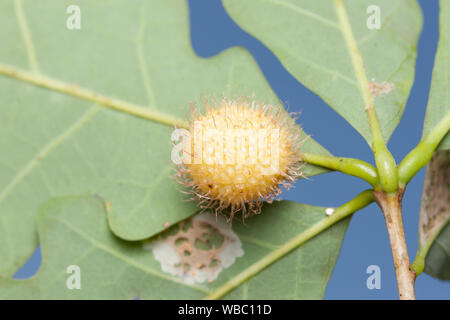 Ein Igel Gall Wasp (Acraspis erinacei) Galle an der Unterseite der weißen Eiche (Quercus alba) Blatt. Stockfoto