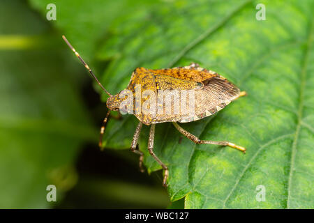 Braun Marmorated stinken Bug (Halyomorpha halys) Stockfoto