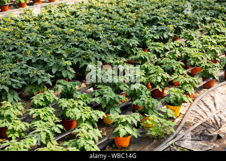 Frische grüne junge Tomaten Keimlinge mit gelben Blüten. Wachsende Tomaten im Gewächshaus Stockfoto