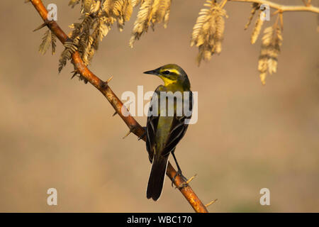 Gebirgsstelze, Motacilla cinerea, Indien. Stockfoto