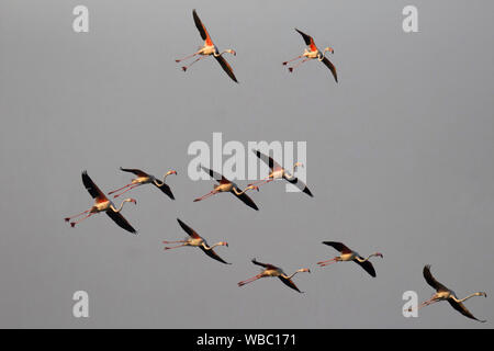 Flamingos im Flug, Phoenicopterus roseus, Indien. Stockfoto