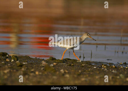 Beschmutzt, Wasserläufer, Tringa erythropus, Indien. Stockfoto