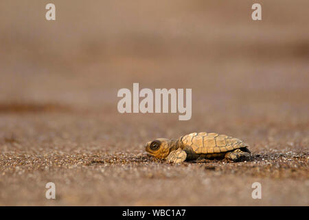 Bastardschildkröte, Lepidochelys olivacea, Velas Strand, Ratnagiri, Maharashtra. Stockfoto