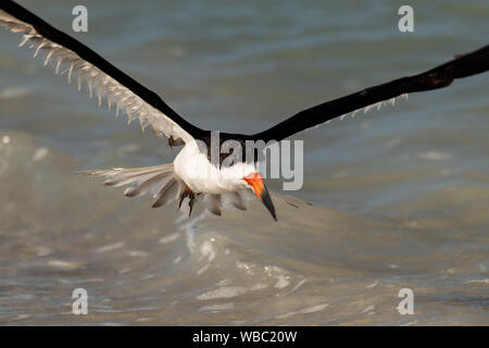 Schwarz Skimmer am Strand in Florida fliegen - close up Stockfoto