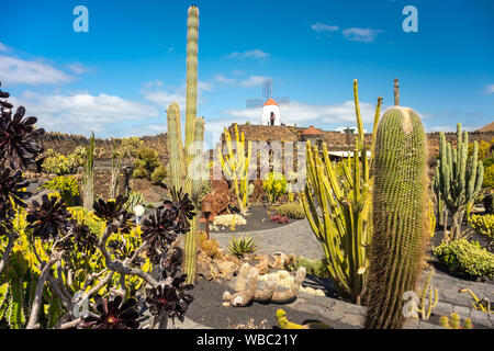 Tropischen Kaktusgarten in Guatiza Dorf, Lanzarote, Kanarische Inseln, Spanien Stockfoto