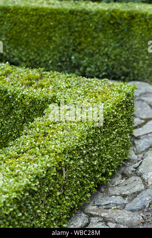 Buxus sempervirens, aufgesteckt Hedge in einem formalen Garten, Großbritannien Stockfoto