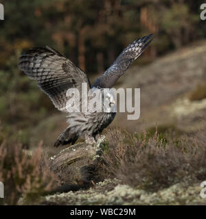 Bartkauz/Bartkauz (Strix Nebulosa) auf ein Stück Holz, das auf einer Lichtung in der Mitte der borealen Wälder, verlassen, schlagenden Flügeln thront, Aufruf, E Stockfoto