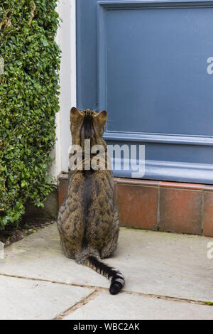 Katze vor der Tür eines Hauses in England sitzt, Großbritannien Stockfoto