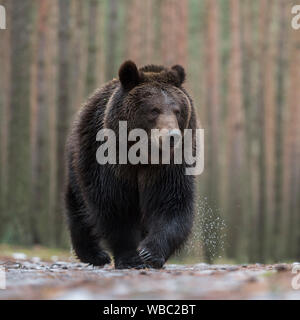 /Braunbaer Braunbär (Ursus arctos) laufen über nassen Boden, vor einem borealen Wäldern, beeindruckenden Begegnung, frontal geschossen, geringe Sicht, E Stockfoto