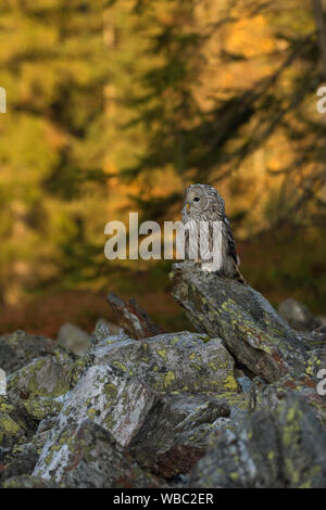 Ural Owl/Habichtskauz (Strix uralensis) auf einer Lichtung, am frühen Morgen, erste Sonnenlicht auf Herbstlich gefärbte Wälder im Hintergrund scheint thront. Stockfoto