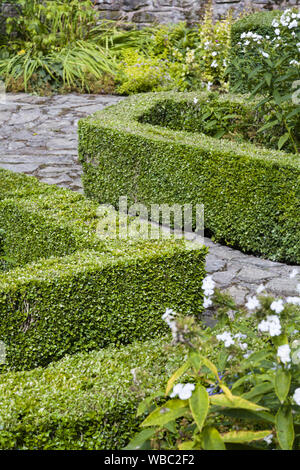 Box Hedge, buxus sempervirens, in einem Englischen Garten in Großbritannien Stockfoto