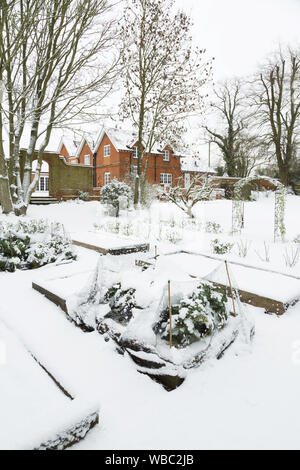 Angehobenen Betten in einem Gemüsegarten im Winter Schnee bedeckt, Großbritannien Stockfoto