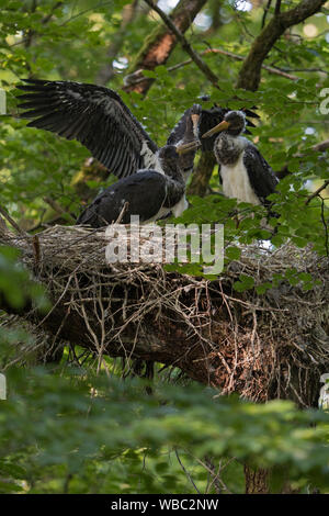 Schwarzer Storch/Schwarzstorch (Ciconia nigra), Nachkommen, nestlinge, fast Flügge, Flattern mit Flügeln, in der typischen Nest, Horst in eine Baumkrone versteckt Stockfoto