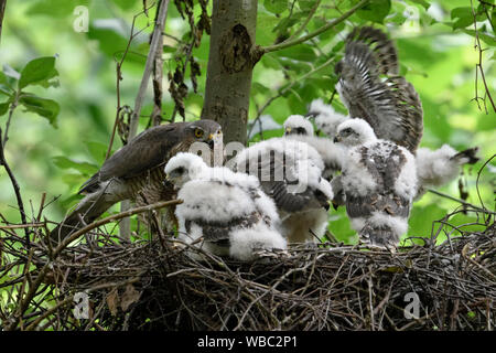 Sperber/Sperber (Accipiter nisus), erwachsene Frau, füttern ihren Nachwuchs, fünf Mauser Küken im Nest, Wildlife, Europa. Stockfoto