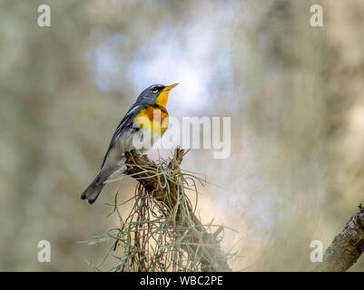 Northern Parula Warbler thront auf einem Zweig mit Moos in Florida Stockfoto