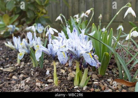 Zwerg Iris Blumen (Katharine Hodgkin) wachsen in einem Garten Blumenbeet, Großbritannien Stockfoto