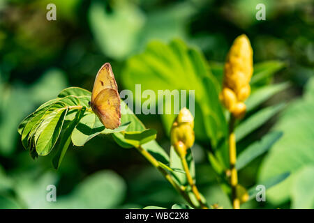 Schwefel Schmetterling sitzt auf einem Leuchter (Cassia Senna) Pflanze - gelbe Blumen Stockfoto
