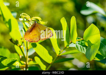 Gelber Schwefel Schmetterling sitzt auf einem Blatt - Florida Stockfoto