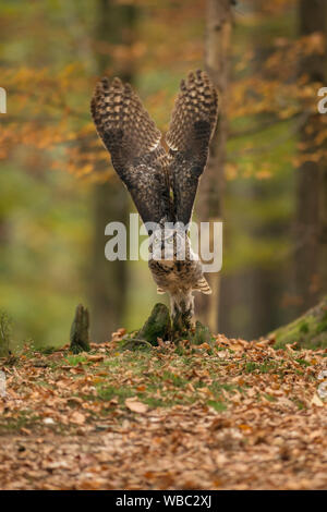 Great Horned Owl/Tiger Owl/Virginia-Uhu (Bubo virginianus), die für die Jagd Flug, gestreckten Flügeln, Herbstlich gefärbte Wälder. Stockfoto