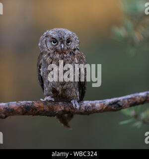 Scops Owl/Zwergohreule (Otus scops), auf eine Niederlassung eines Pine Tree gelegen, sauber, schöner Hintergrund, lustigen, kleinen Vogel, Europa. Stockfoto