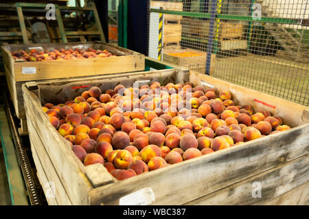 Blick auf die Ernte reifer Pfirsiche in großen Holzkisten bereit für die Lagerung oder Lieferung in Stores verpackt Stockfoto