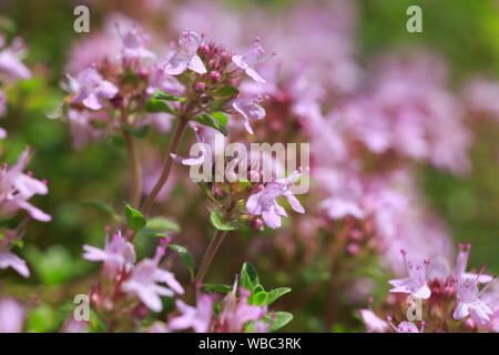 Wilder Thymian (Thymus serpyllum), Blüte. Stockfoto